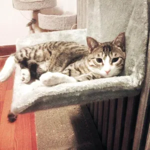 Cat Hammock Bed - Cozy Radiator Cradle for Cats