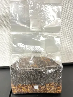 Magical 5 lb Mushroom All in One Grow Bag for Manure Loving Mushrooms with Injection Port and 0.2 Micron Breathable Filter